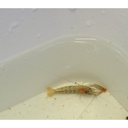 Krewetka pistoletowa Alpheus sp.